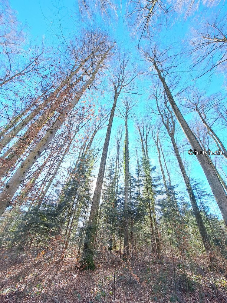 Just Forest