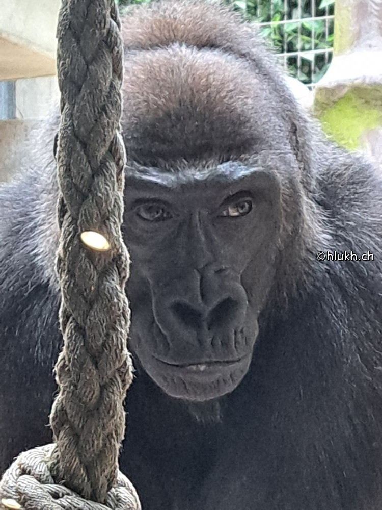 Life in Captivity