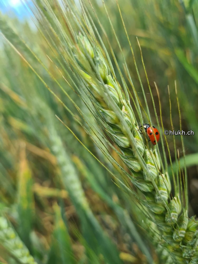 Ladybug
