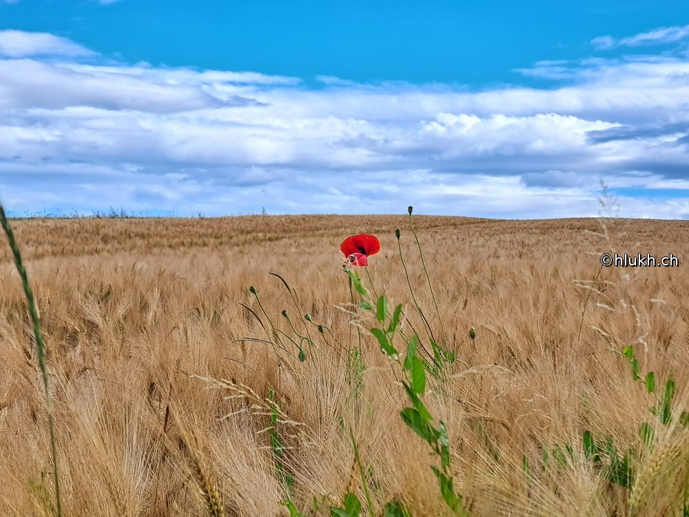 Endless Fields