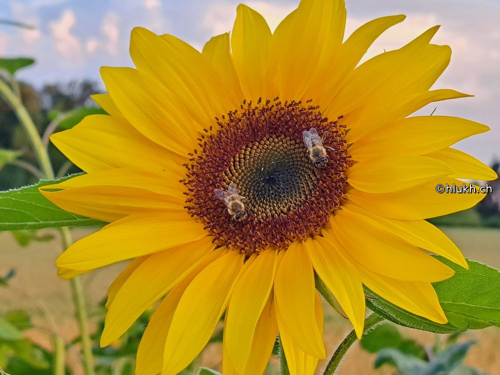 Sunflower & Bees