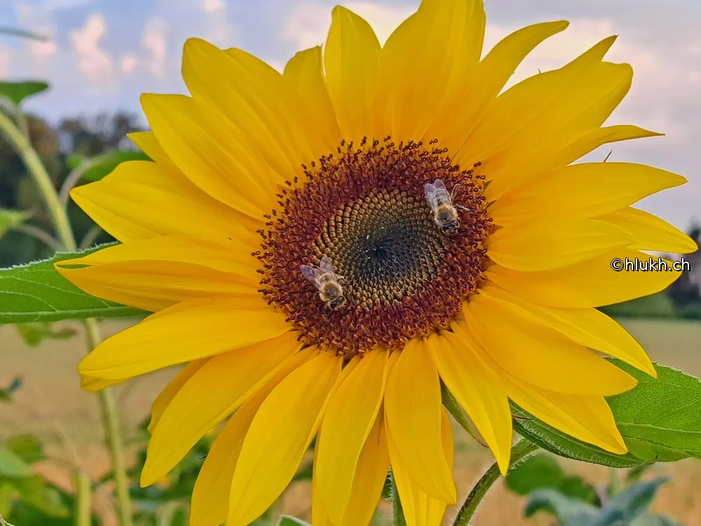 Tournesol & abeilles
