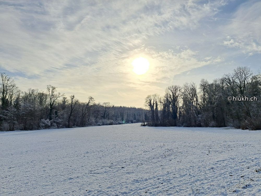 Snow Meadow