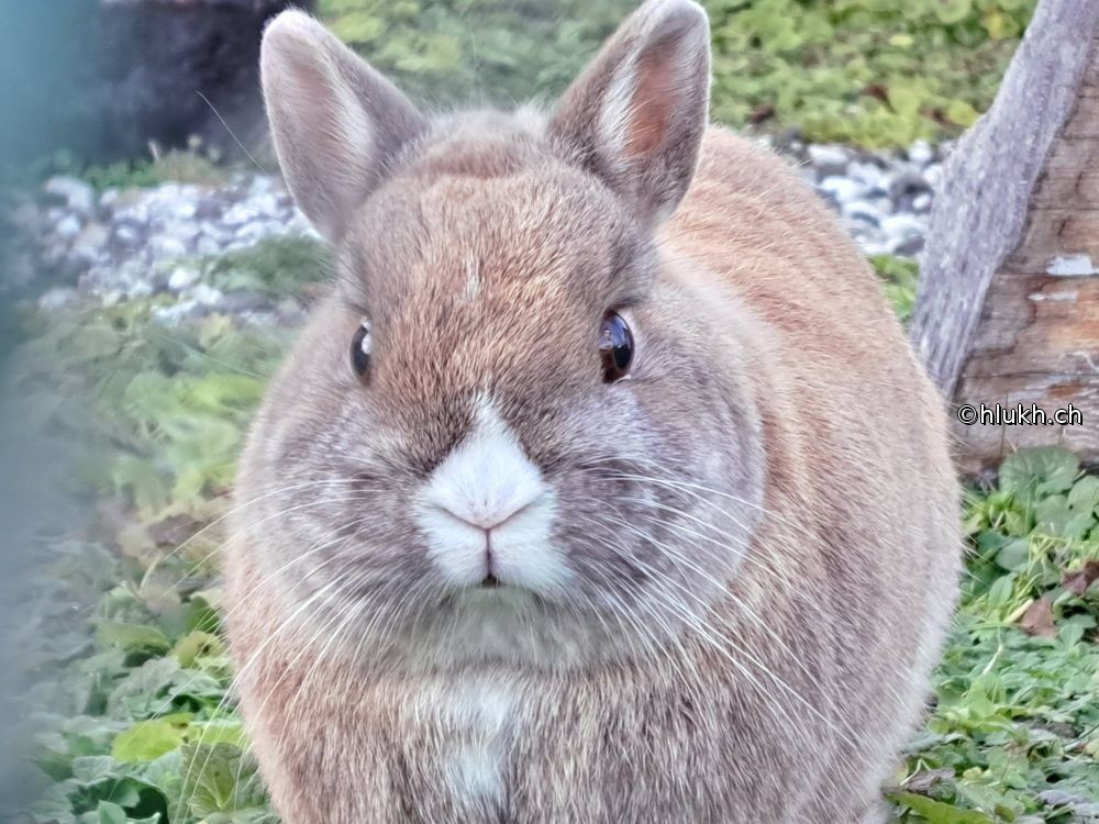 Rabbit
